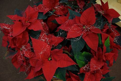 Christstern Christstern