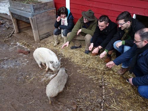 Politiker beim Schweinefüttern Politiker beim Schweinefüttern
